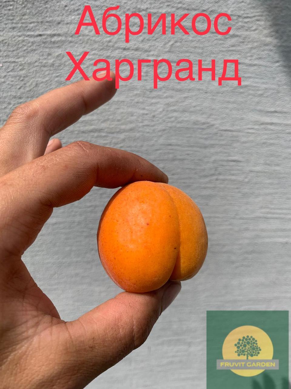 Саженец абрикоса Харгранд - поздний, абрикос крупный, вкусный, 1-летний, подвой жердель - фото 1 - id-p1883352298