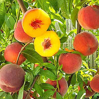 Саженцы деревьев персика Даймонд Принцесс - персик американский, средний, зимостойкий, урожайный, пумиселект