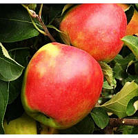Саженцы среднерослые яблони Канзи - поздний, подвой (54-118), плод с красным румянцем, яблоко кисло-сладкое