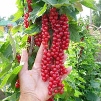 Саженцы смородины красной (порички) сорта Ровада - средний, поричка 1-летняя, большие грозди, ягода крупная