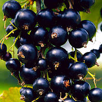 Саженцы смородины черной сорта Ориана - среднеранний, смородина 1-летняя, крупная ягода