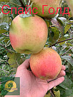 Яблоня Спайс Голд - сорт зимний, среднерослый, устойчив к мучнистой росе, крупные плоды