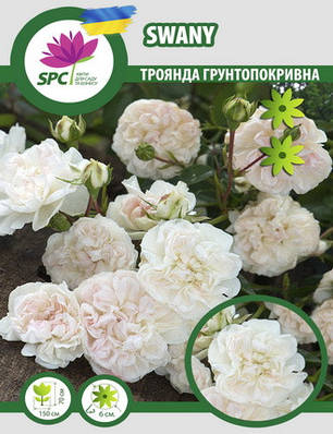 Троянда грунтопокривна Swany (White Carpet), фото 1