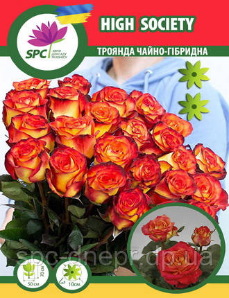 Троянда чайно-гібридна High Society(Tropicana Redy)