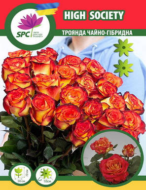 Троянда чайно-гібридна High Society(Tropicana Redy), фото 1