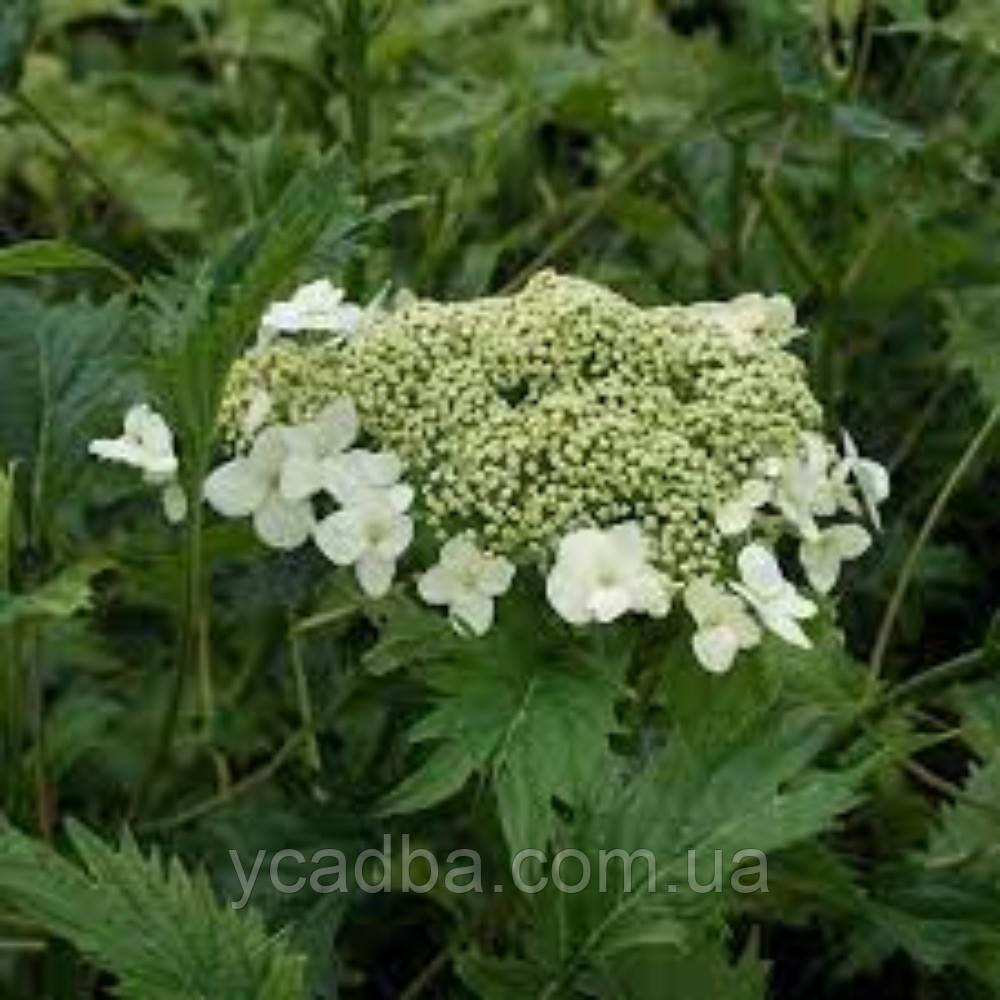 Гортензія деревоподібна Ємеральд Лейс Emerald Lace 9 (горшик 0,5л)