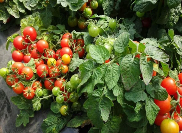 Sort cheri dlya vurawivanya v teplice tomatu cheri