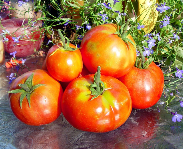 bifstik-sort-tomativ-dlya-viroschuvannya-v-teplitsi bifstik-tomatu