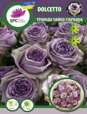 Троянда чайно-гібридна Dolcetto, фото 3