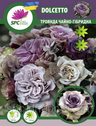 Троянда чайно-гібридна Dolcetto