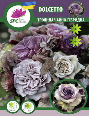 Троянда чайно-гібридна Dolcetto, фото 1