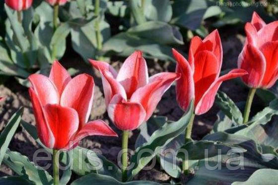 Тюльпан гібрид Грейга Pinocchio (Піноккіо) 3 цибулинки