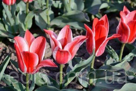 Тюльпан гібрид Грейга Pinocchio (Піноккіо) 3 цибулинки, фото 1