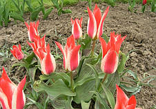 Тюльпан гібрид Грейга Pinocchio (Піноккіо) 3 цибулинки, фото 2