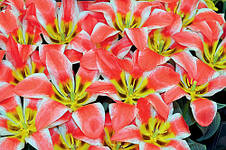 Тюльпан гібрид Грейга Pinocchio (Піноккіо) 3 цибулинки, фото 3