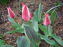 Тюльпан гібрид Грейга Pinocchio (Піноккіо) 3 цибулинки, фото 4