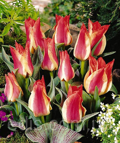 Тюльпан гібрид Грейга Playsir (Плейзир) 3 цибулинки, фото 1