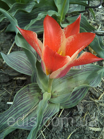 Тюльпан гібрид Грейга Playsir (Плейзир) 3 цибулинки, фото 2