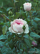 Саджанці троянди "Сайлас Марнер", фото 2