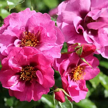 Саджанці троянди "Орієнта Джаміля "