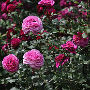 Cаджанці троянди "Каффі Фассетт Роуз", фото 2