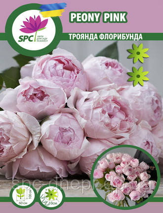 Троянда флорибунда Peony Pink, фото 1