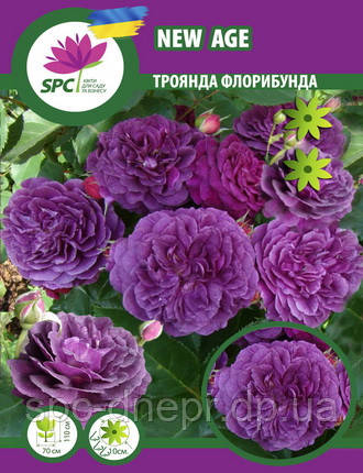 Троянда флорибунда New Age