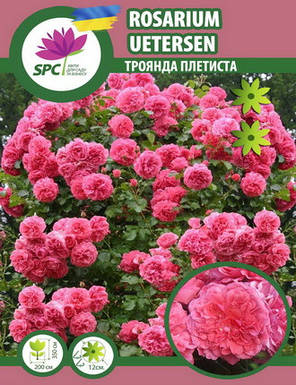 Троянда в'юнка Pink Beauty(Rosarium Uetersen), фото 4