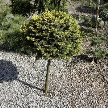 Ялина сербська Певе Тіджін  (Peve Tijn) ШТАМБ