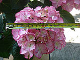 Гортензія крупнолистова Sweet Lips Pink (Світ Ліпс Пінк) гор 5л, фото 2