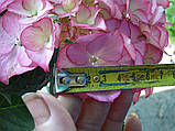 Гортензія крупнолистова Sweet Lips Pink (Світ Ліпс Пінк) гор 5л, фото 3