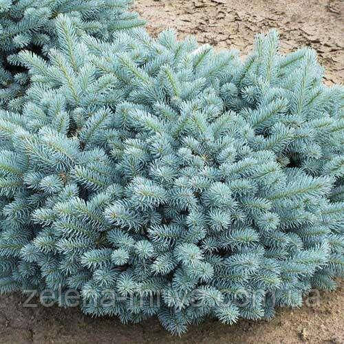 Ялина колюча Глаука Глобоза (Glauca Globosa) С15, фото 1