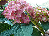 Гортензія крупнолистова Sweet Lips Purple (Світ Ліпс Пурпл) гор с17 гілок 10+, фото 3