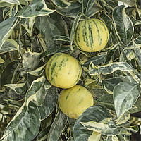 Апельсин Кара-Кара пёстролистный (C. sinensis "Cara Cara Navel" variegate) 30-35 см. Комнатный
