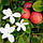 Кариса "великий квітковий" (Carissa) 80-100 см. Кімнатний, фото 2