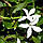 Кариса "великий квітковий" (Carissa) 80-100 см. Кімнатний, фото 3