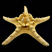Морська зірка натуральна RHINO STARFISH розмір: 16см-18см