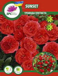 Троянда в'юнка Sunset (Захід)