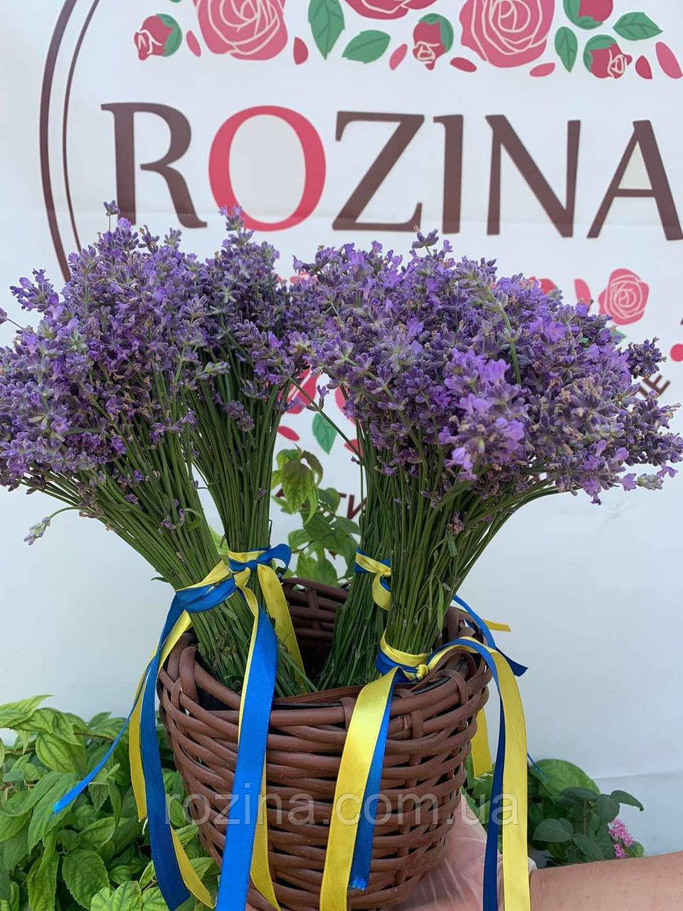 букет Лаванда Платинум Ніко