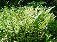 Папороть (кочедыжник женский Athyrium filix-femma) С3