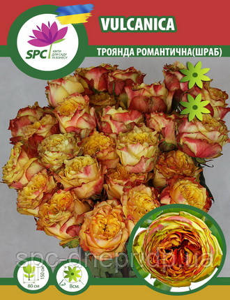 Троянда романтична(паркова) Vulcanica