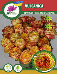 Троянда романтична(паркова) Vulcanica