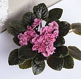 Cinnamon Gumdrops — фіалка селекції K. Stork і S. Holtzmann, фото 2