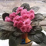 Cinnamon Gumdrops — фіалка селекції K. Stork і S. Holtzmann, фото 4