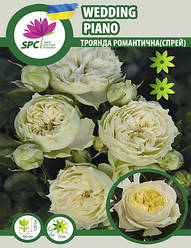Троянда романтична-спрей Wedding Piano