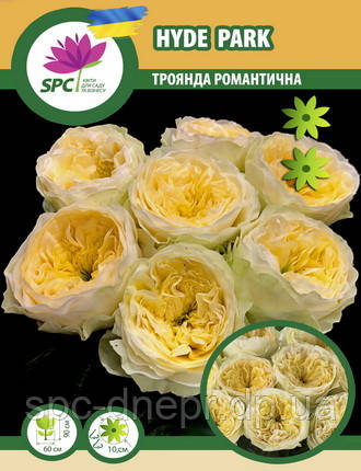 Троянда романтична Hyde Park