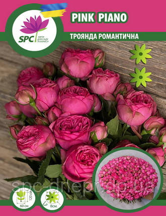 Троянда романтична Pink Piano, фото 1