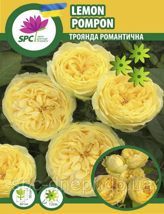 Троянда романтична Lemon Pompon