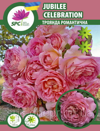 Троянда романтична Jubilee Celebration, фото 1