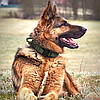 Тактичний нашийник Primo DOG для собак, розмір L (45-55см) - Army Green, фото 6